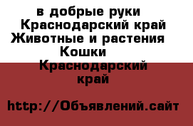 в добрые руки - Краснодарский край Животные и растения » Кошки   . Краснодарский край